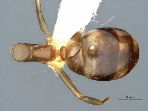 Dolichoderus lutosus - CASENT0866533