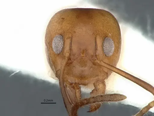 Dolichoderus lutosus - CASENT0866533