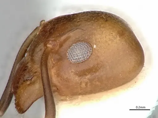 Dolichoderus lutosus - CASENT0866533