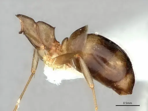 Dolichoderus lutosus - CASENT0866533
