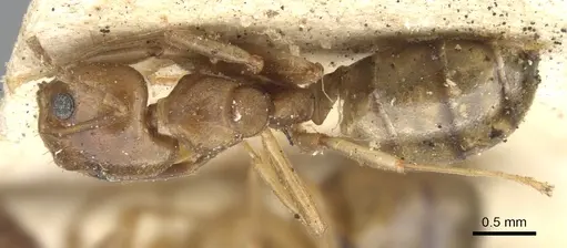 Dolichoderus lutosus - CASENT0902953