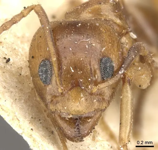 Dolichoderus lutosus - CASENT0902953