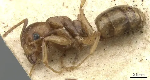 Dolichoderus lutosus - CASENT0902953