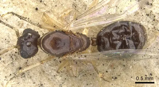 Dolichoderus lutosus - CASENT0902954