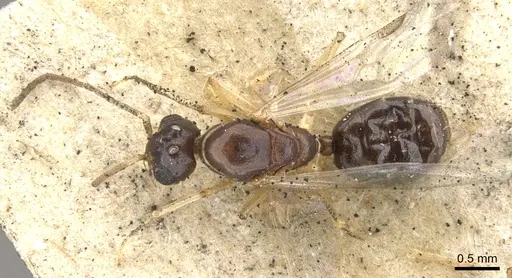 Dolichoderus lutosus - CASENT0902954