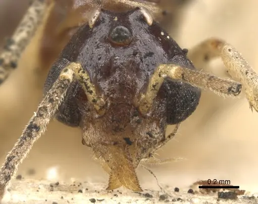 Dolichoderus lutosus - CASENT0902954