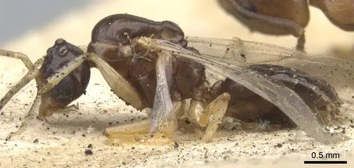 Dolichoderus lutosus - CASENT0902954