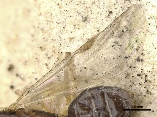 Dolichoderus lutosus - CASENT0902954