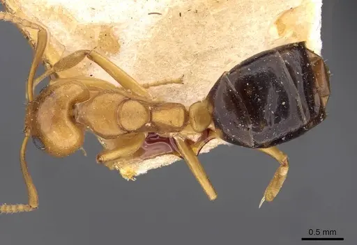 Dolichoderus lutosus - CASENT0909470