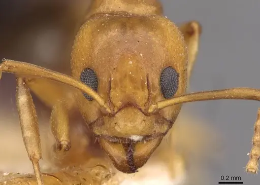 Dolichoderus lutosus - CASENT0909470