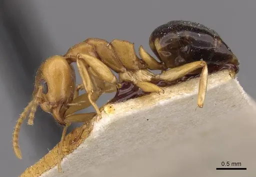 Dolichoderus lutosus - CASENT0909470