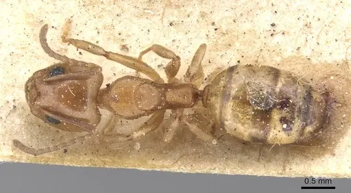Dolichoderus lutosus - CASENT0915567