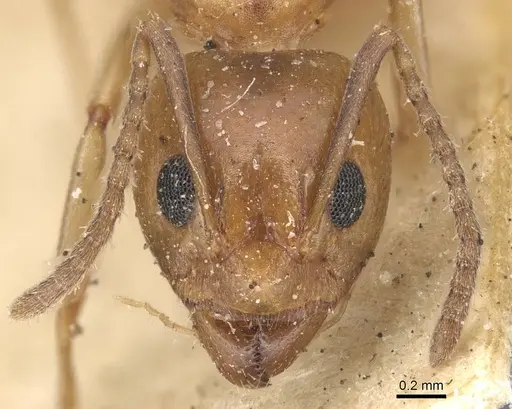 Dolichoderus lutosus - CASENT0915567