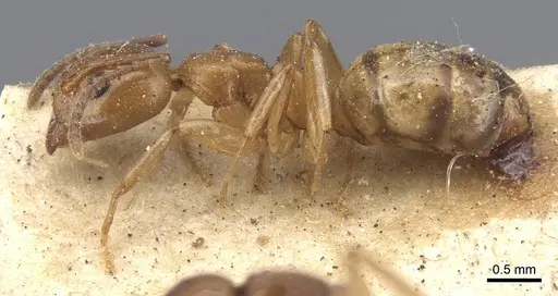 Dolichoderus lutosus - CASENT0915567