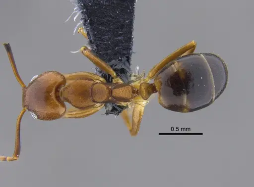 Dolichoderus lutosus - CBUMAGENT41849