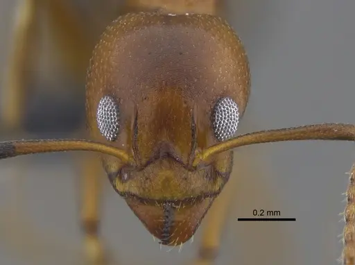 Dolichoderus lutosus - CBUMAGENT41849