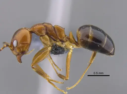 Dolichoderus lutosus - CBUMAGENT41849