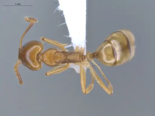 Dolichoderus lutosus - ECOFOG-CSG15-0170-02