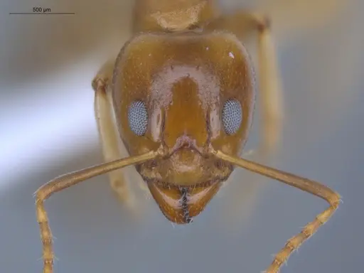 Dolichoderus lutosus - ECOFOG-CSG15-0170-02