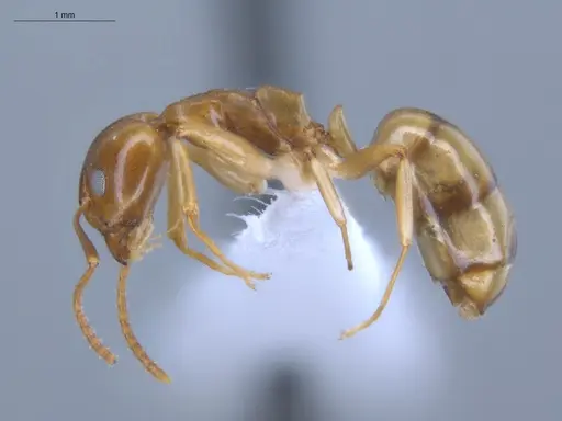 Dolichoderus lutosus - ECOFOG-CSG15-0170-02