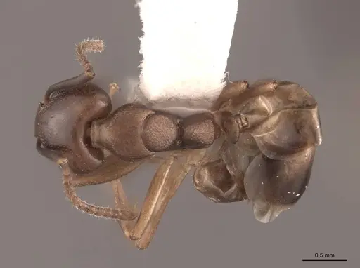 Dolichoderus lutosus - FMNHINS0000045060