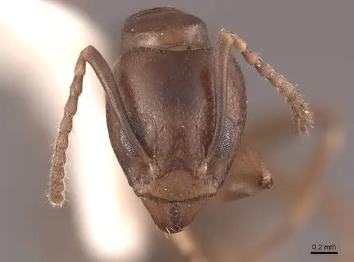 Dolichoderus lutosus - FMNHINS0000045060