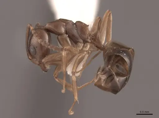 Dolichoderus lutosus - FMNHINS0000045060