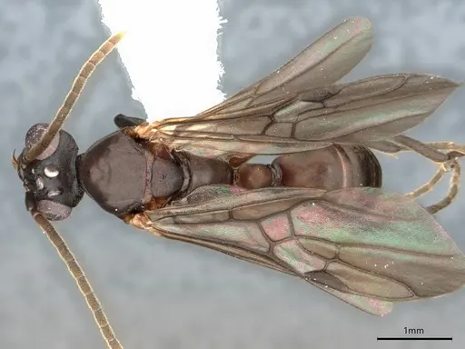 Dolichoderus magnipastor specimen