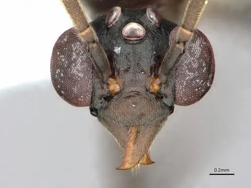 Dolichoderus magnipastor specimen