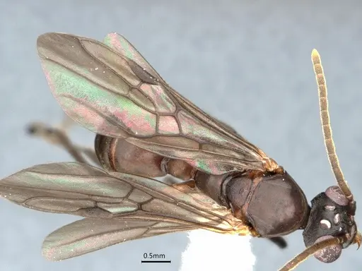 Dolichoderus magnipastor - CASENT0886017