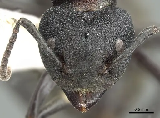 Dolichoderus magnipastor - CASENT0902962