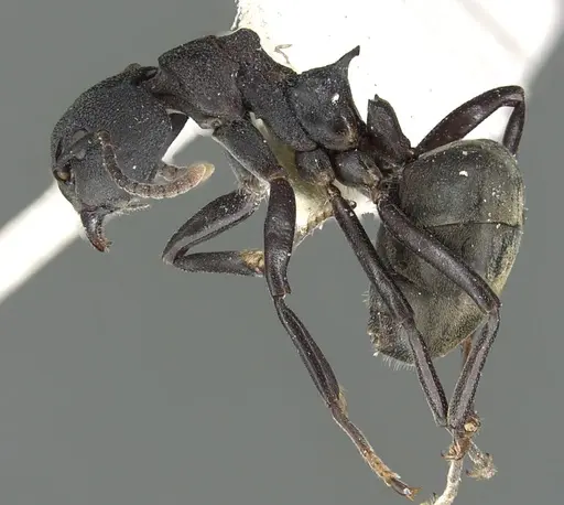 Dolichoderus magnipastor - CASENT0902962