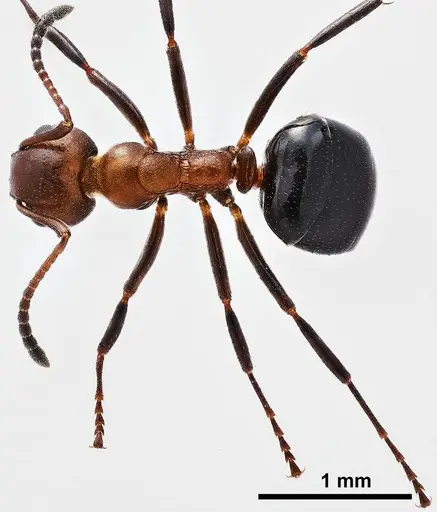 Dolichoderus mariae specimen