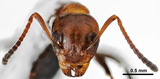 Dolichoderus mariae specimen