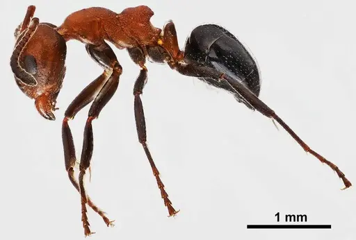 Dolichoderus mariae specimen