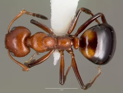 Dolichoderus mariae - CASENT0003312