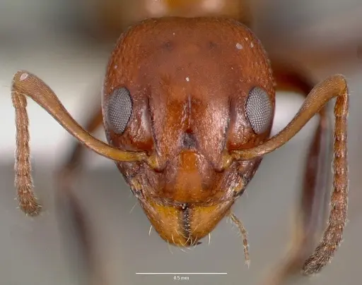 Dolichoderus mariae - CASENT0003312