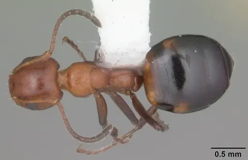 Dolichoderus mariae - CASENT0103850