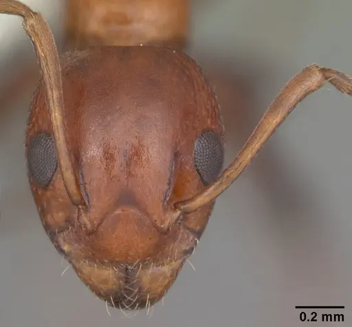 Dolichoderus mariae - CASENT0103850