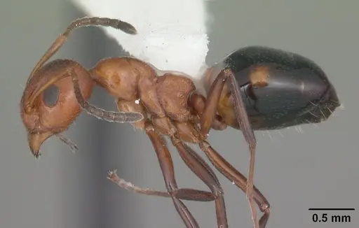 Dolichoderus mariae - CASENT0103850