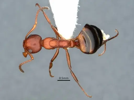 Dolichoderus mariae - CASENT0886000