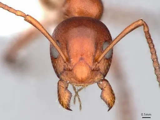 Dolichoderus mariae - CASENT0886000