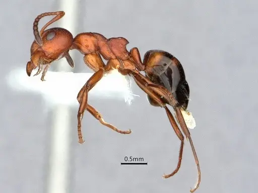 Dolichoderus mariae - CASENT0886000