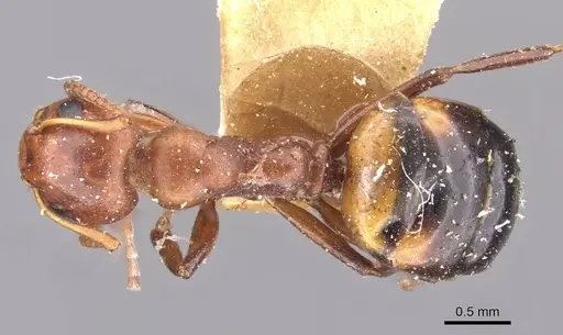 Dolichoderus mariae - CASENT0909456