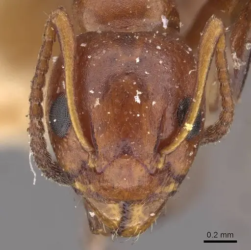 Dolichoderus mariae - CASENT0909456