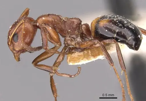 Dolichoderus mariae - CASENT0909456