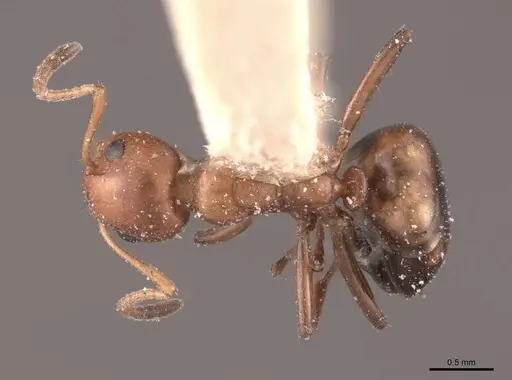 Dolichoderus mariae - FMNHINS0000045063