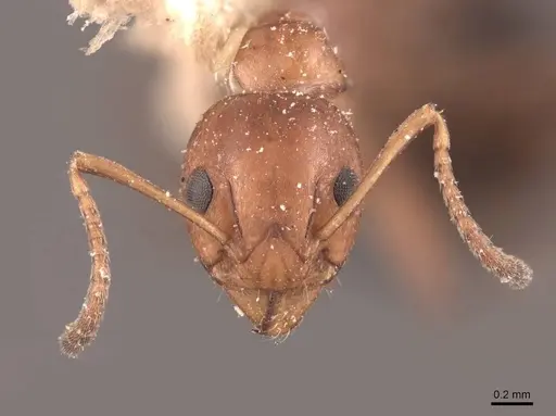 Dolichoderus mariae - FMNHINS0000045063