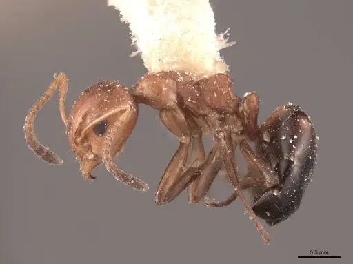 Dolichoderus mariae - FMNHINS0000045063