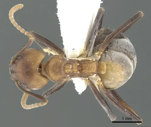 Dolichoderus maschwitzi specimen